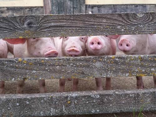 Unser Schweine