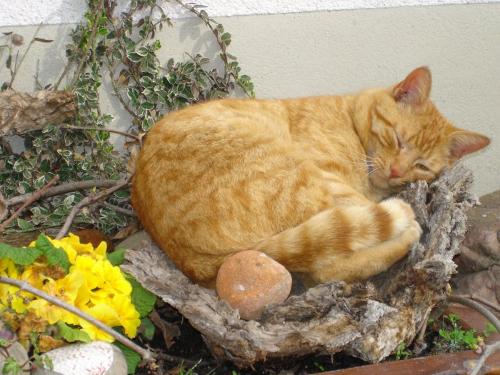 Hofkater