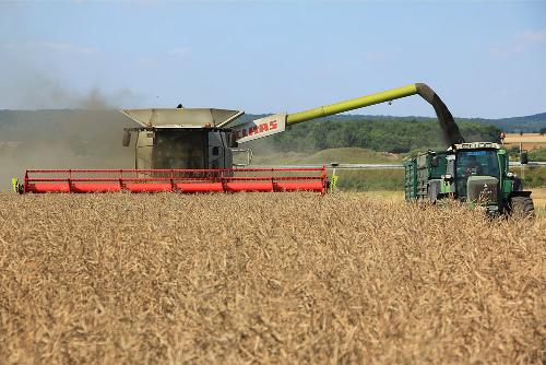 Mähdrescher bei der Ernte