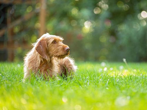 Urlaub mit Hund auf dem Rosenhof