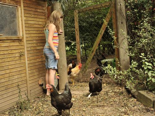 Eier bei den Hühnern einsammeln