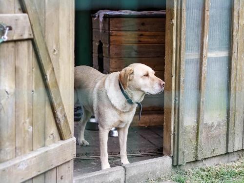 Unser Hund