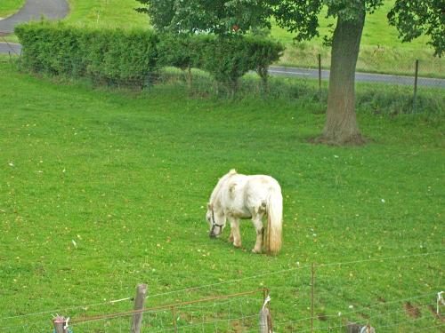 Pony Henry