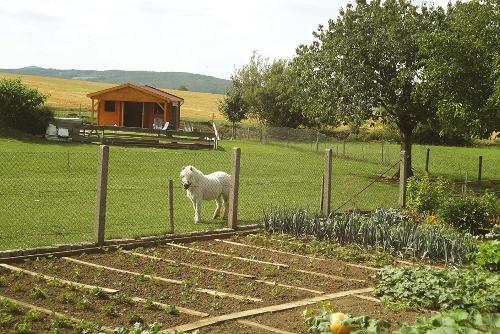 Bauerngarten mit unserem Pony