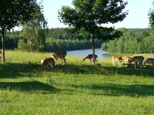 Damwild am Wisentastau