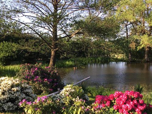 Unser Teich
