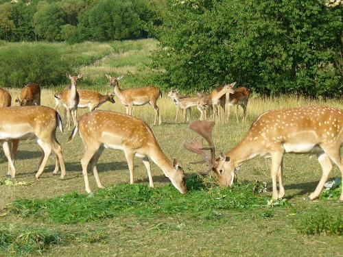 Unser Damwild