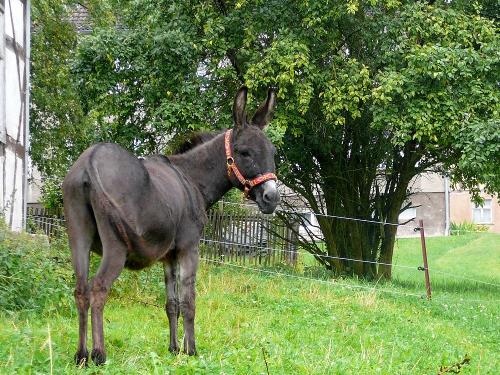 Esel Fridolin