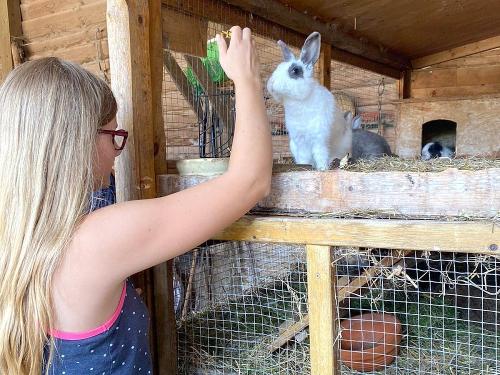Kaninchen zum Füttern und Streicheln