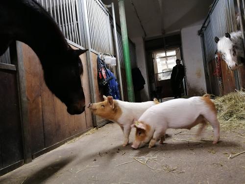 Die Hofschweine beim Ausgang