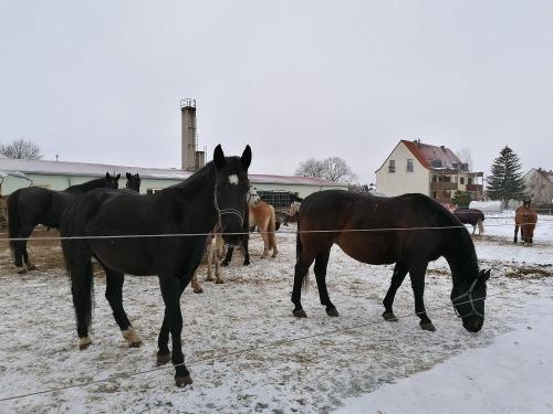 Schulpferde auf dem Winterauslauf