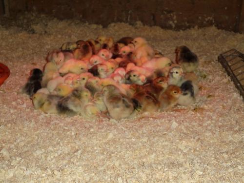 Hühnerküken unter der Rotlichtlampe