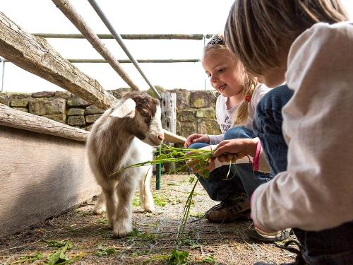 Kinder mit Zicklein