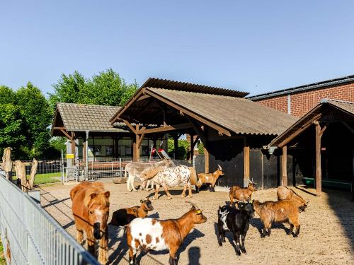 Ponys Paco und Stippi
