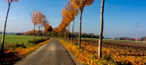 Allee