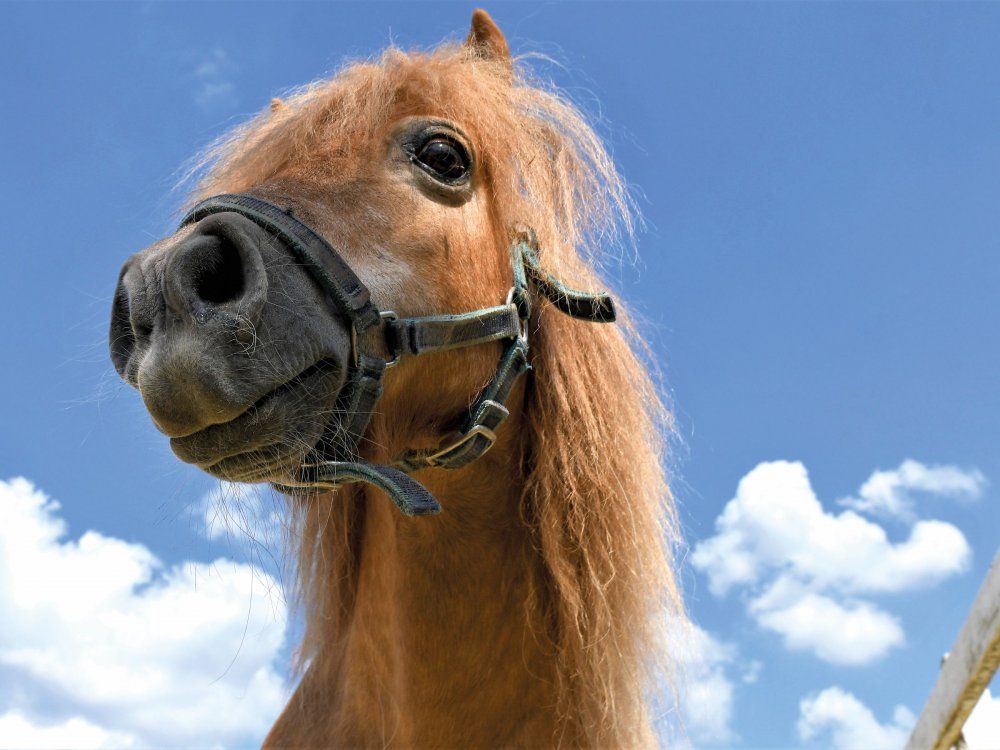 Tiere  1