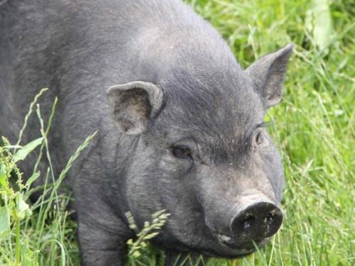 hardth_schwein