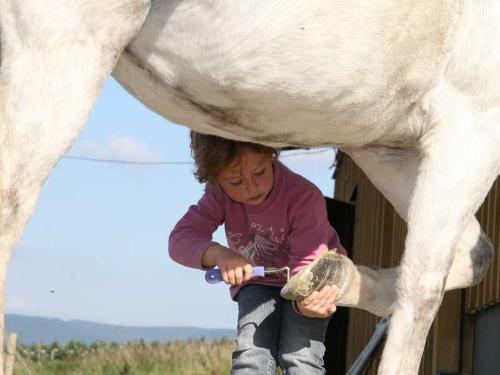 08_pferd_6