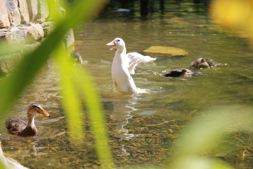 enten_2