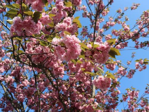 frhling