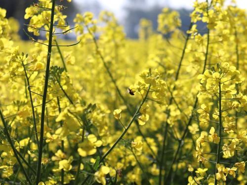 blumen