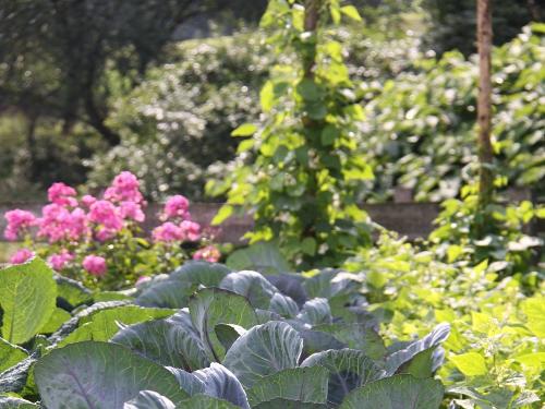 Gemüsebeet Gemüsebeet