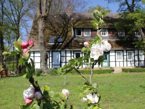 Frühling im Garten