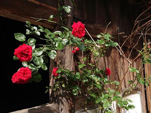 Rosen auf dem Rumlerhof