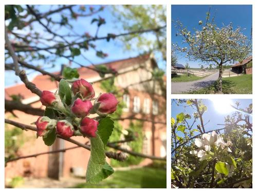 Apfelblüte