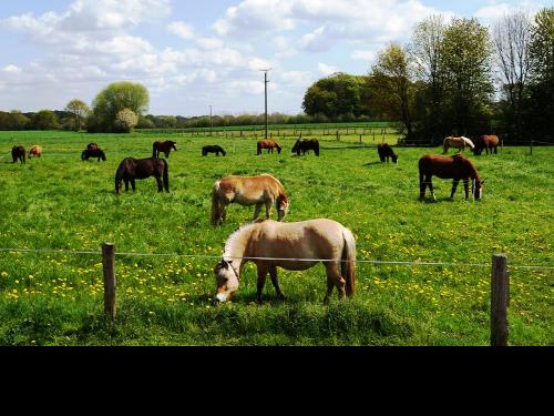 sommerweide