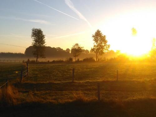 pferdeweide