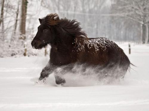 Luzi im Schnee