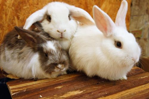 unsere Kaninchen