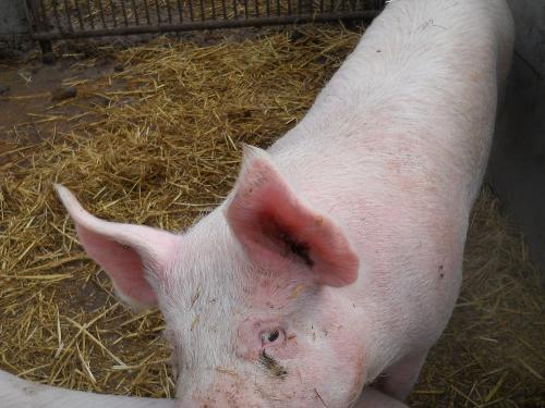 eins unserer Schweine