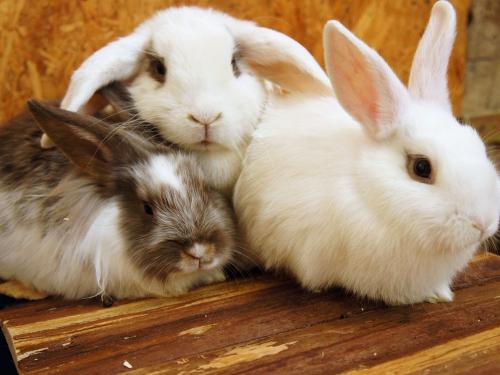 unsere Kaninchen