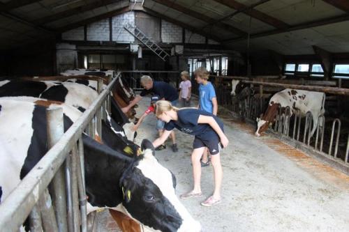 Im Stall bei den Kühen