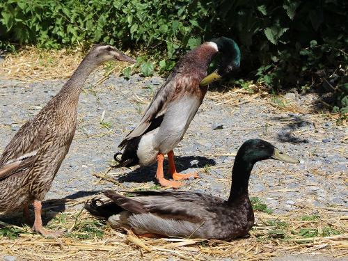 enten