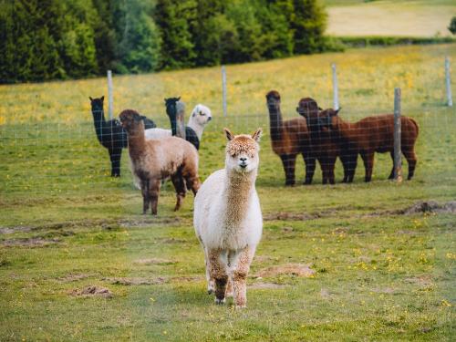 Alpakas