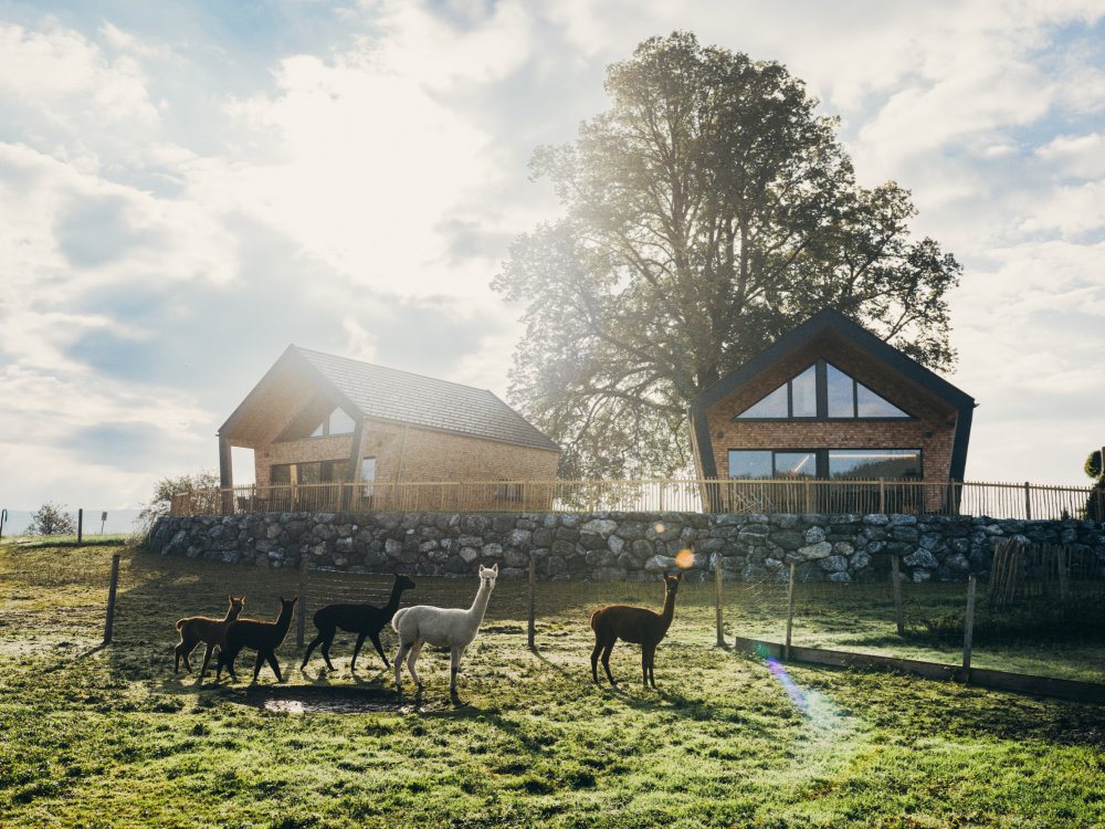 Alpakas vorm Chalets