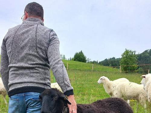 Bei den Schafen