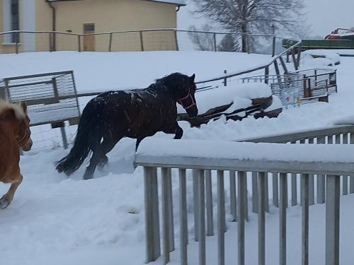 Pferde im Schnee