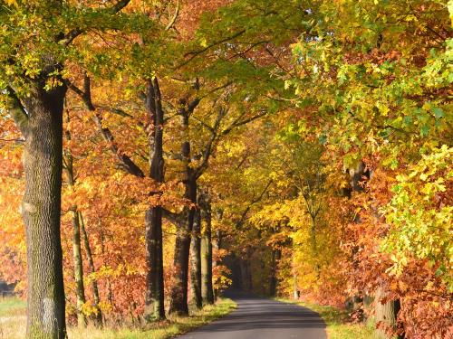 Herbststimmung