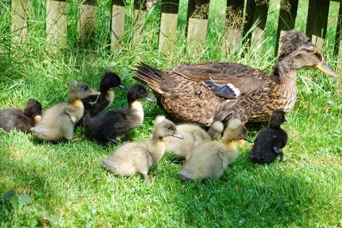 Unsere Enten