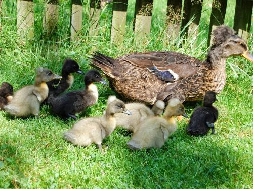 Unsere Enten