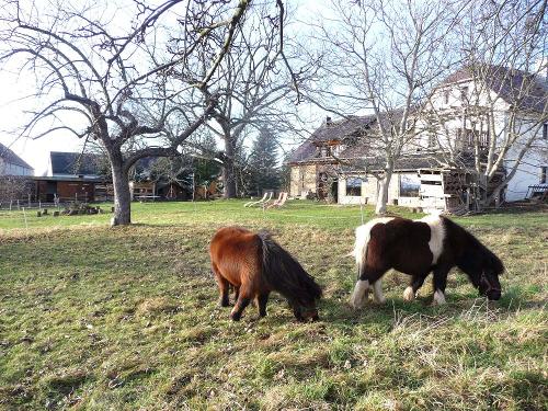 Unsere Ponys