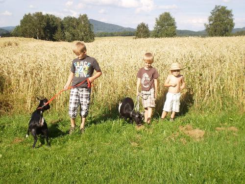 Kinder mit den Ziegen