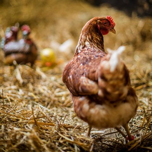 Unser Hofhuhn