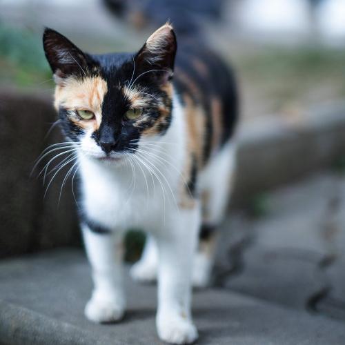 Katzen streicheln auf dem Hof