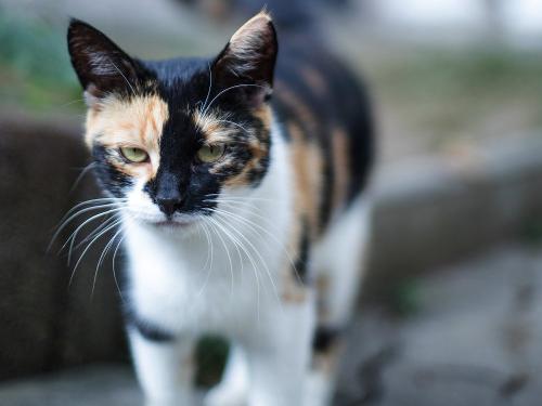 Katzen streicheln auf dem Hof