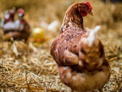 Unser Hofhuhn